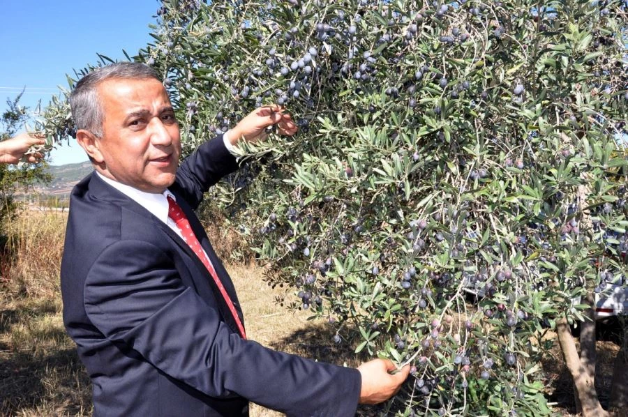 ZEYTİNDE DOĞRU HASAT, YAĞ MİKTARI VE KALİTESİNİ DE BELİRLER