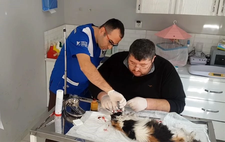 BURNU PARÇALANAN KEDİYE ESTETİK OPERASYON