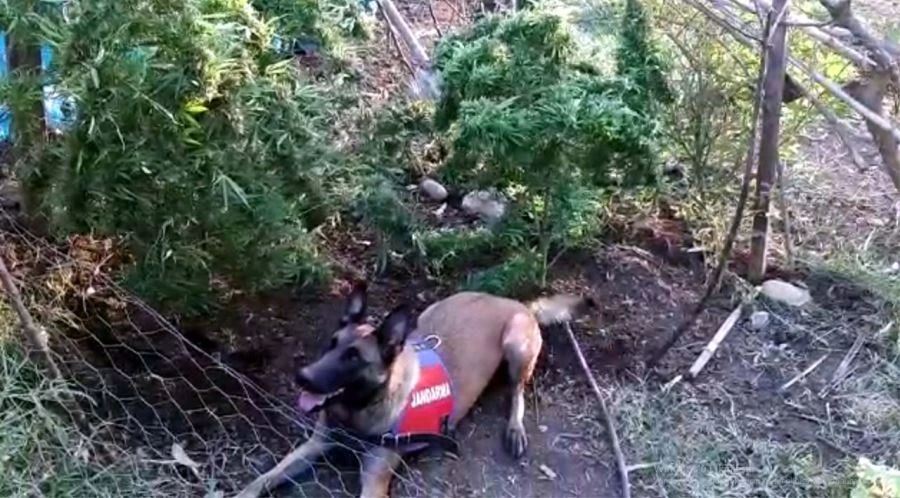 JANDARMANIN EV ARAMASINDA KENEVİR VE ESRAR ELE GEÇİRİLDİ