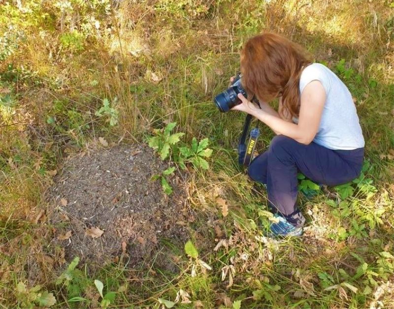 Avrupa’nın kanunla koruduğu karıncanın yuvaları tek tek tespit ediliyor
