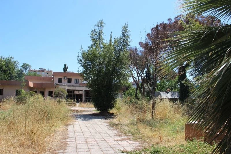 Taşınan müzenin bahçesindeki çam ağaçları ilginç bir şekilde kurudu
