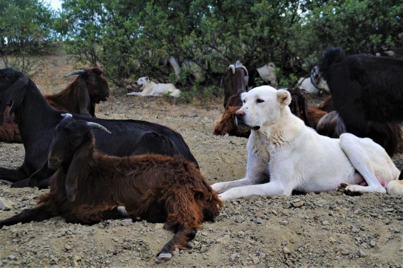 (Özel) Akbaşlar tehlikede
