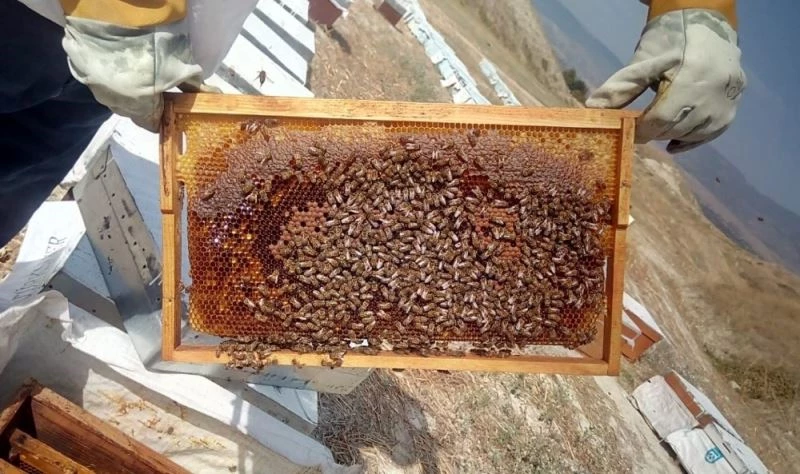 Arıcıları önce kuraklık sonra bilinçsiz kullanılan tarım ilaçları vurdu
