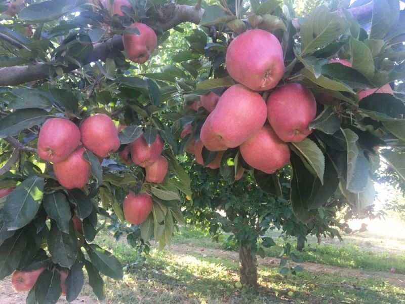 Beyşehir’de elma hasadına başlandı
