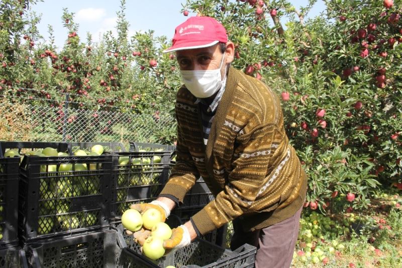 Isparta’da üretici ve tüccar elma fiyatlarından memnun
