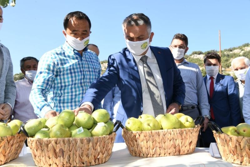 Vali Yazıcı’dan, Korkuteli’de Karyağdı Armudu hasadı
