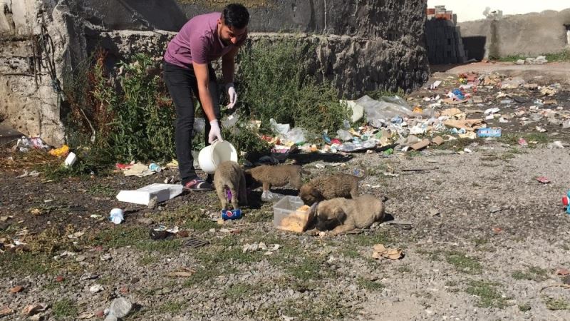 Bingöllü aşçıdan, çöp kenarlarında bulduğu yavru kedi ve köpeklere vefa
