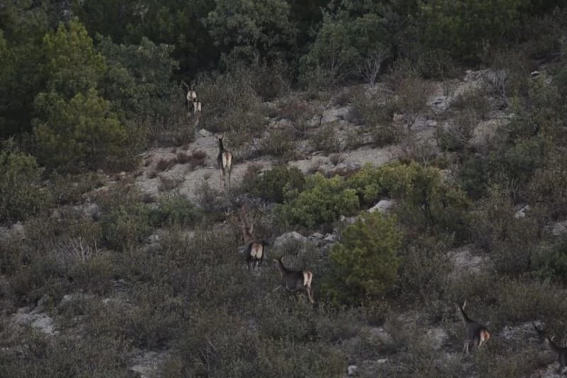 Afyonkarahisar ve Denizli’de yaban hayvanlarının envanteri çıkarıldı
