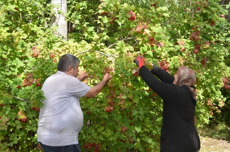 Bünyan'da Gilaburu hasadı başladı