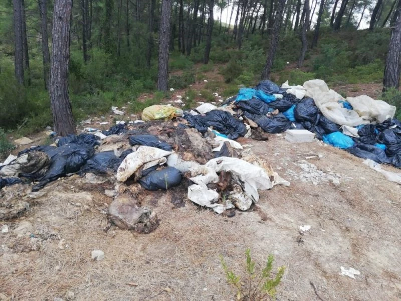 Kesilen domuzların ormana atılan iç organları iş makineleriyle toplandı
