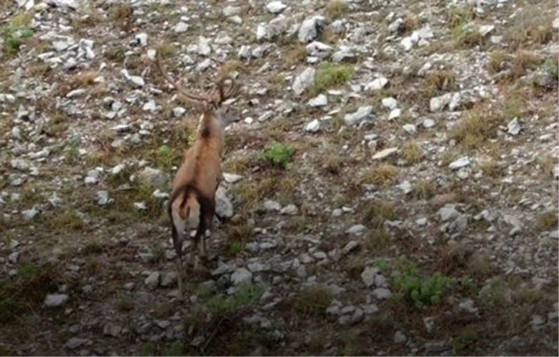Yaban hayvanlarının foto kapana takılan muhteşem görüntüsü
