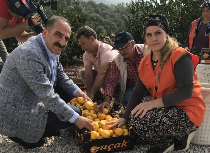 Satsuma mandalinanın ihracat yolculuğu 19 Ekim’de başlıyor
