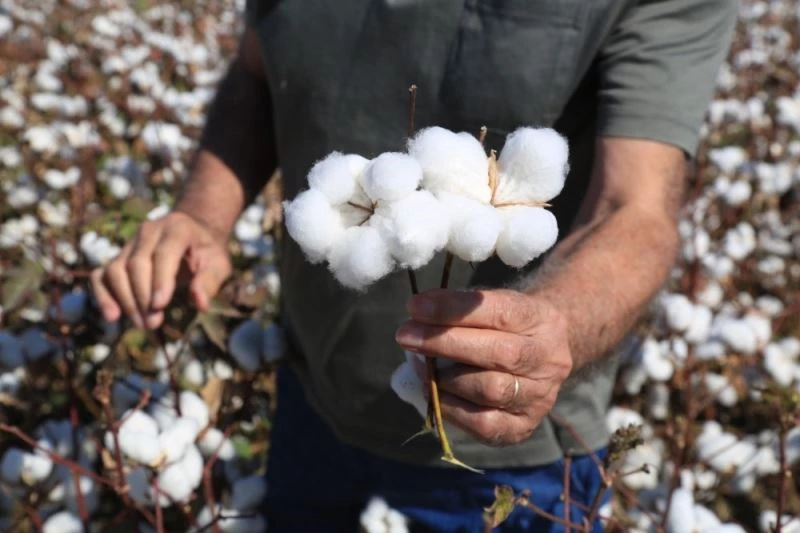 Milaslı çiftçilerin pamuğu tarlada kalmayacak
