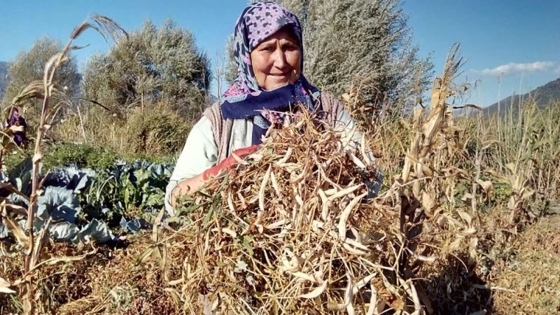 Meşhur Çameli kuru fasulyesinde hasat zamanı
