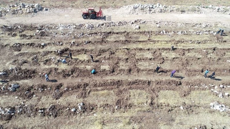 80 yaşında, orman yakanlara inat ormanlar oluşturuyor
