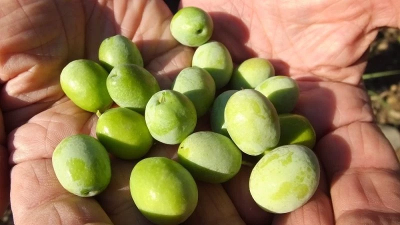 Edremit Körfezi’nde yağmur zeytine ilaç oldu
