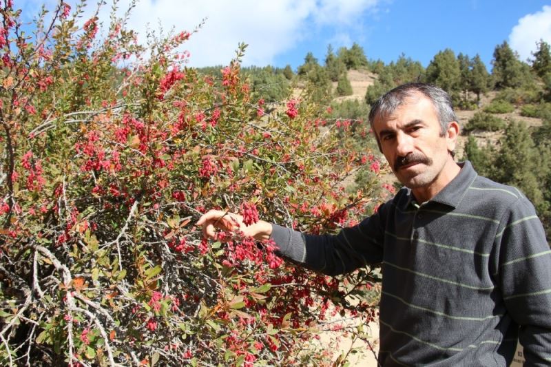 Ormanağzı ve Dutlu köyleri endemik bitki zengini
