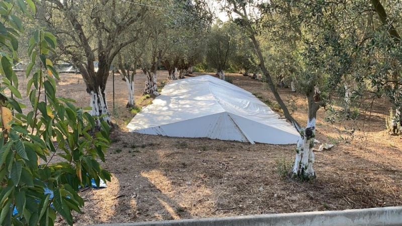 Zeytin tarlasında toplu mezar anlamına gelen Çatkı Mezar bulundu
