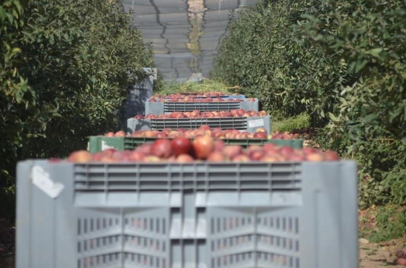 Niğde’de elmada 500 bin ton rekolte bekleniyor
