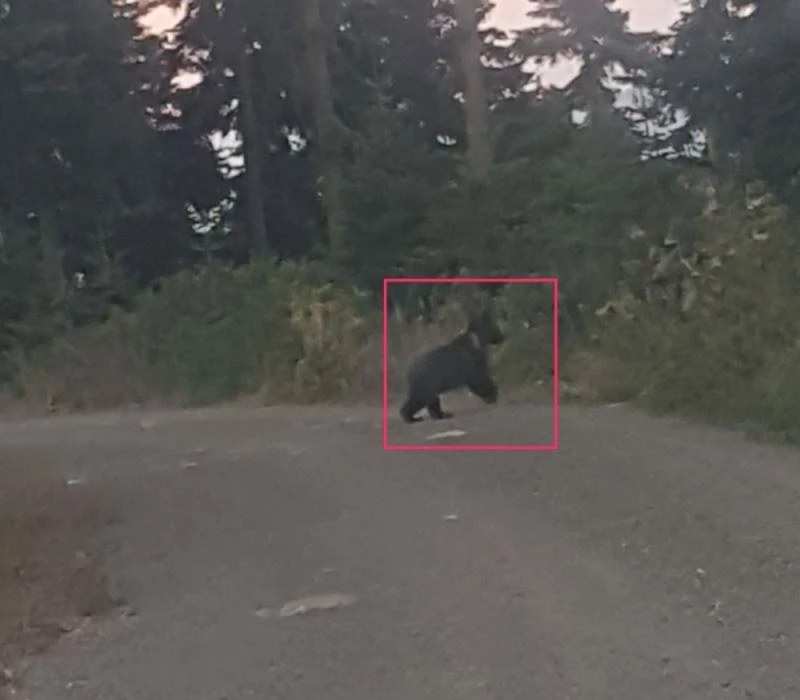 Daday’da yola inen ayı vatandaşlar tarafından fotoğraflandı
