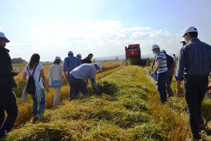 Biga’da damlama sulama ile yetiştirilen çeltikler hasat edildi
