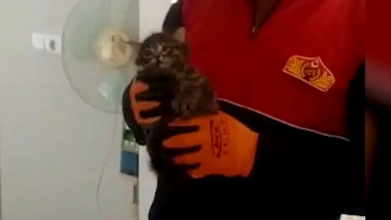 Bacada saatlerce mahsur kalan kedi kurtarıldı
