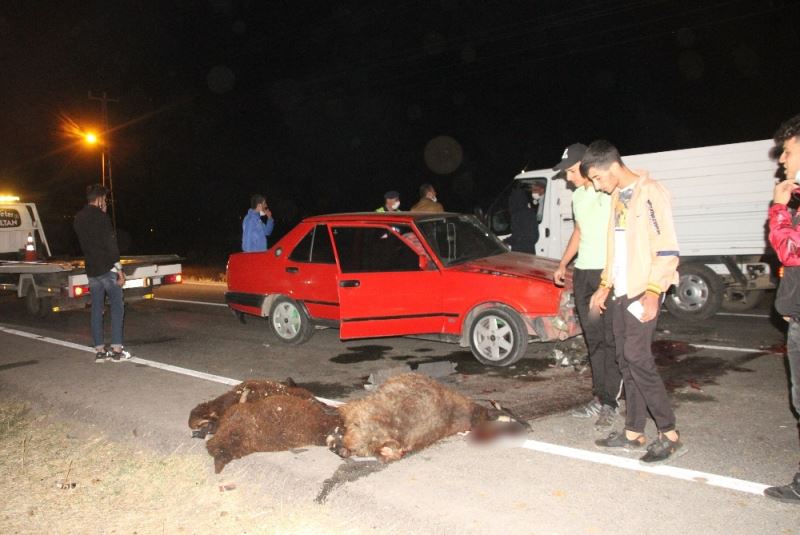 Otomobil sürüye çarptı; 5 koyun telef oldu
