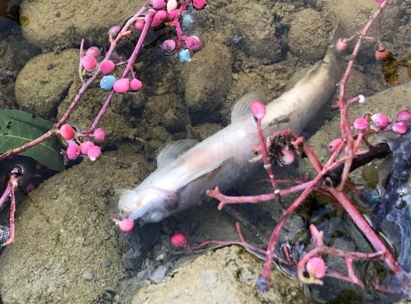 Kirlenen akarsu balık ölümlerine neden oldu
