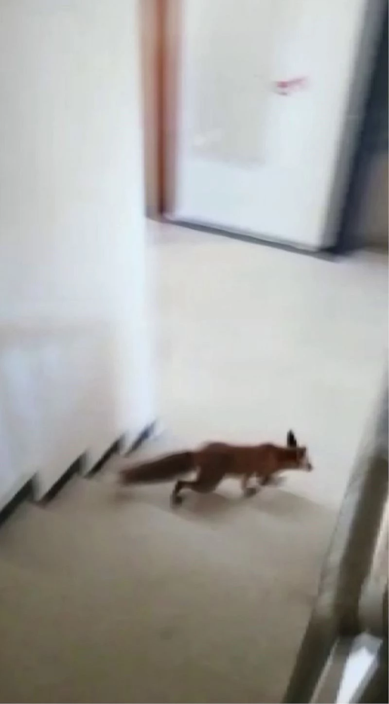 Apartmana giren tilki katları tek tek gezdi
