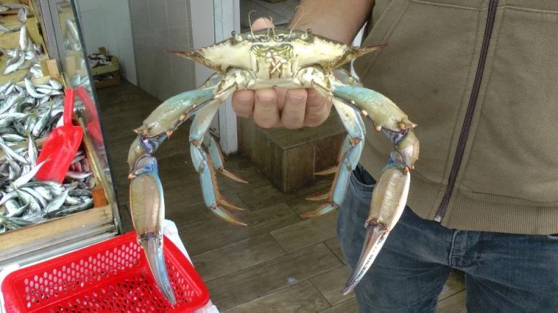 Balık için Karadeniz’e açıldılar ağa takılanı görünce şaşkına döndüler
