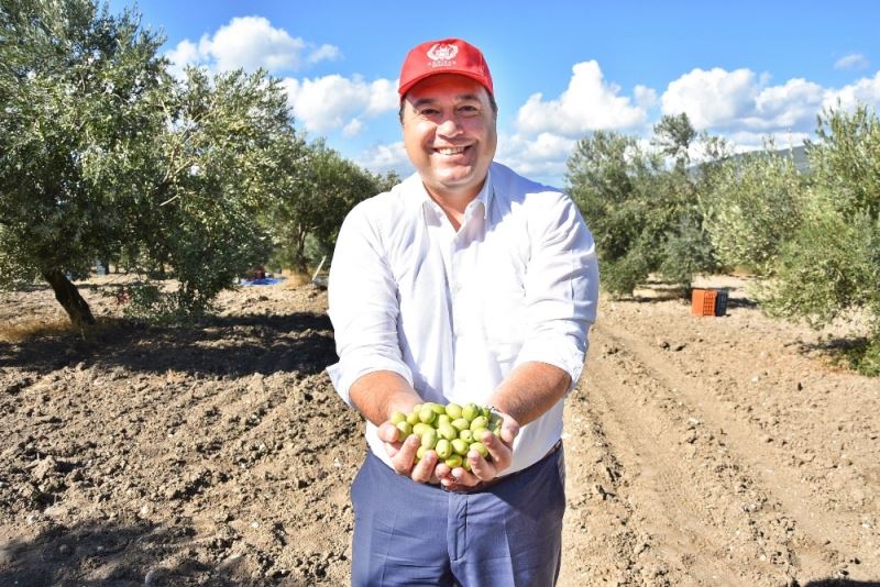 Başkan Dutlulu, belediyeye ait arazilerde zeytin hasadı yaptı
