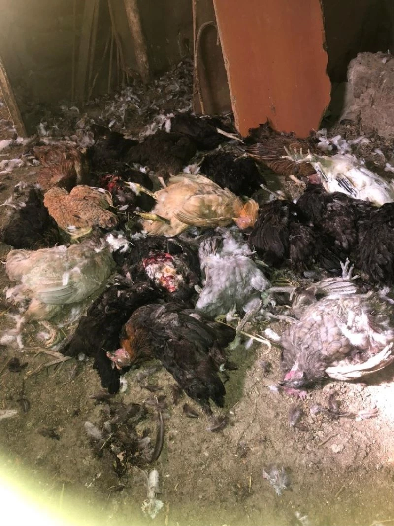 Kümese dadanan başıboş köpekler tavukları telef etti
