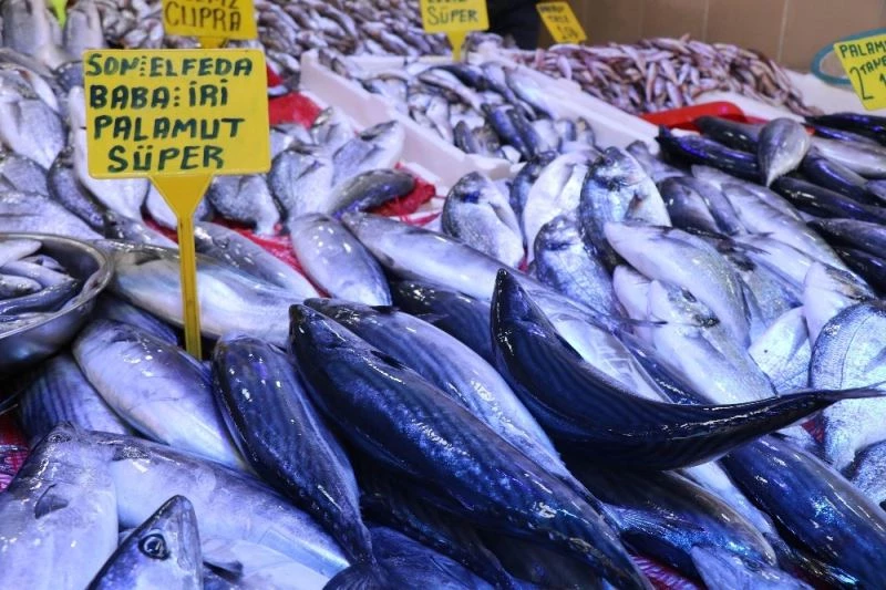 Palamut Karadeniz’e ‘elveda’ demeye hazırlanıyor
