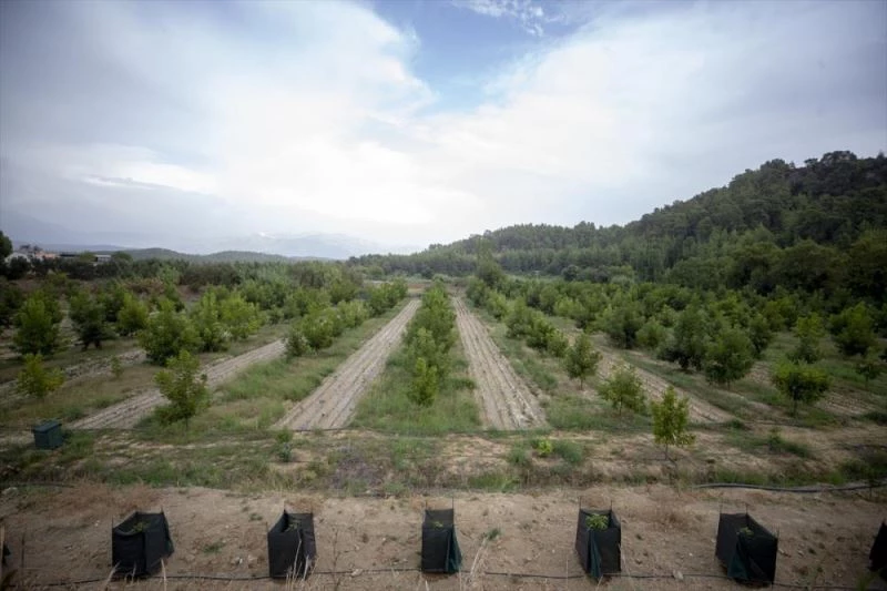 Bilgisayar mühendisliğini bırakıp başladığı pikan cevizi üretiminde başarıyı yakaladı
