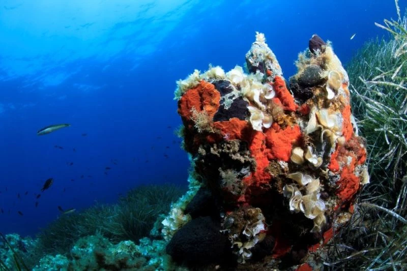 Arıtma suyunun kalitesi Körfez’deki yaşamı da zenginleştiriyor
