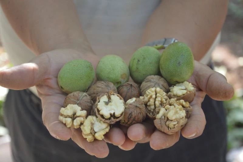 Cevizde rekolte çiftçinin yüzünü güldürdü
