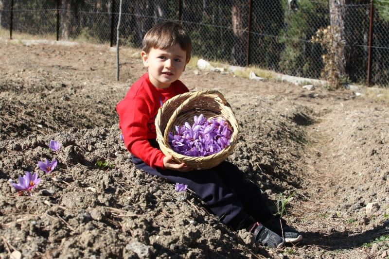 Kilosu 40 bin liradan satılan safranın hasadı başladı
