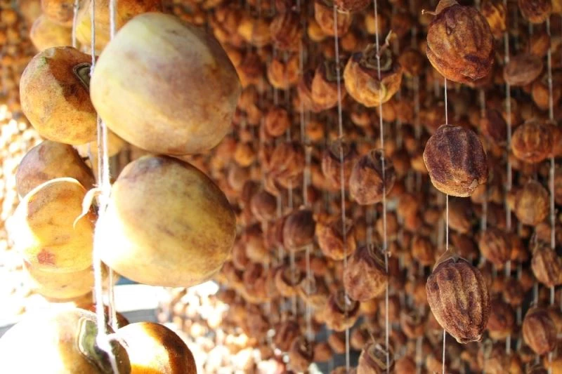 Olgunlaşmamış hurma 3 haftada şifa dolusu lezzete dönüşüyor
