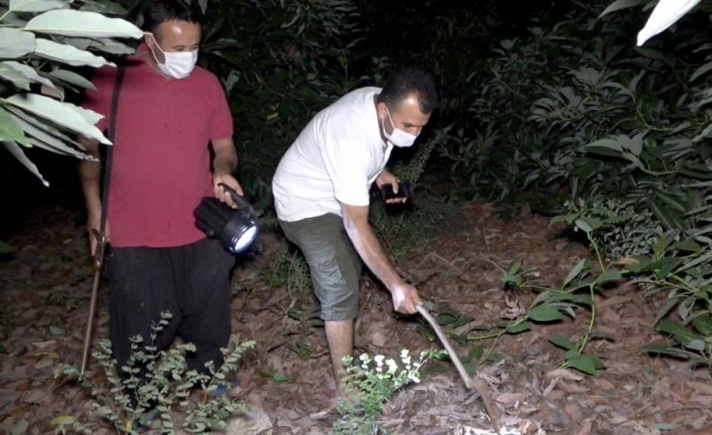 (Özel) Sabaha kadar tüfekle ve sopayla avokado nöbeti tutuyorlar
