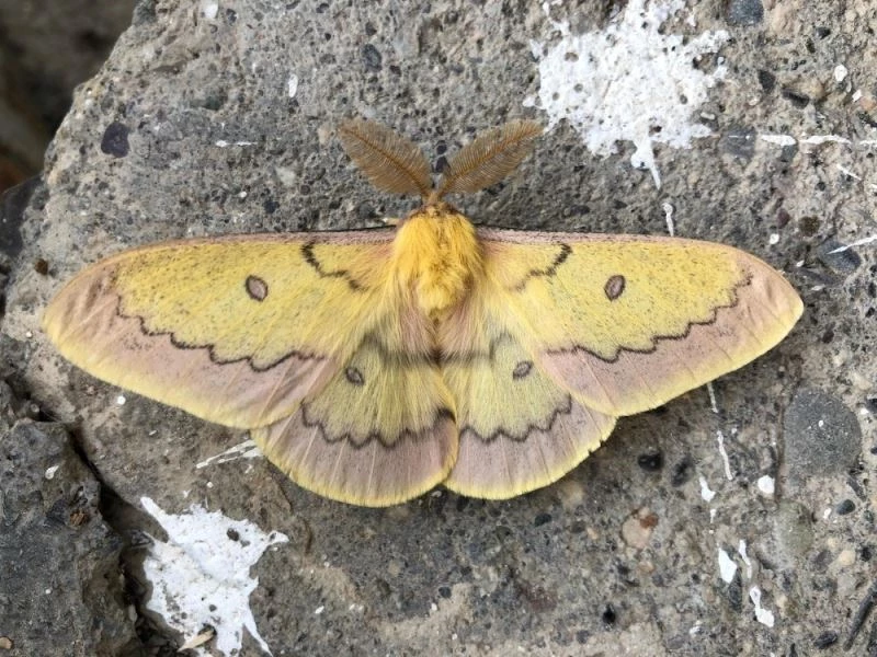 Beytüşşebap’ta boynuzlu kelebek görüldü
