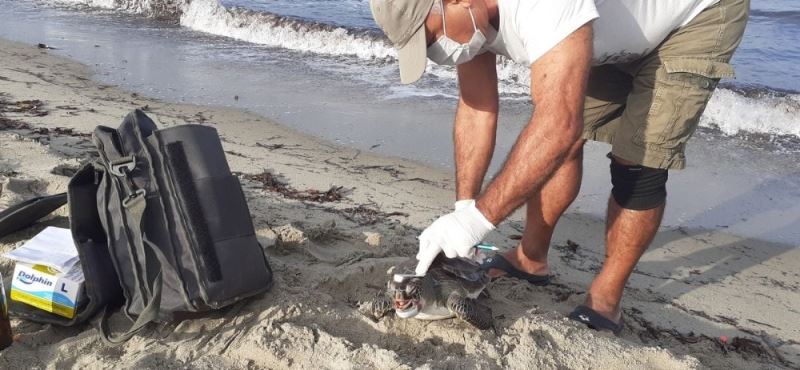 Kuşadası’nda ölen yeşil kaplumbağa sahile vurdu
