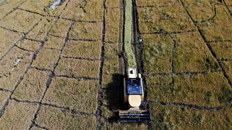 150 gün suyun içinde yetişen pirinçte hasat zamanı
