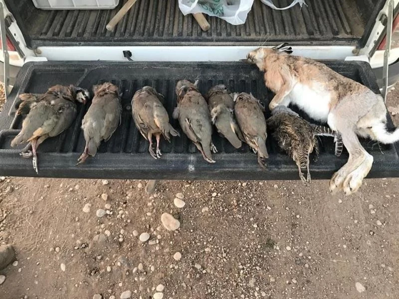 Kaçak avlanan avcılara göz açtırılmadı
