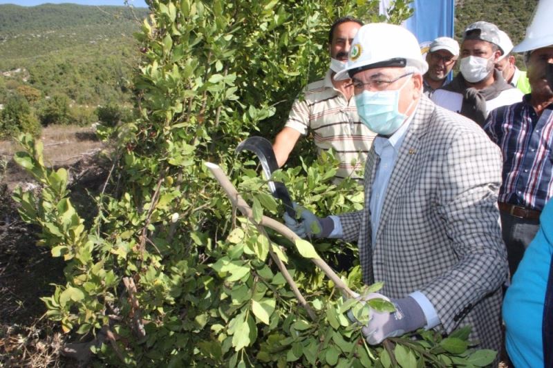 Tohumundan ve yaprağından elde edilen baharat ve aromatik yağ gıda, kozmetik ve ilaç sanayiinde kullanılıyor
