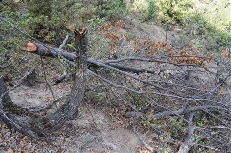 Keçilerine yedirmek için 34 meşe ağacını kesen çobana 12 bin lira ceza
