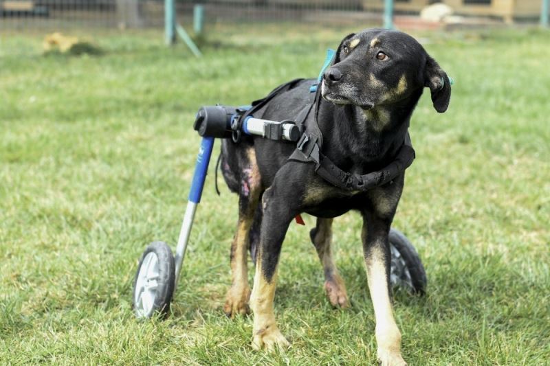 Umut isimli köpek özel tasarlanan ortopedik yürüteçle hayata tutunuyor
