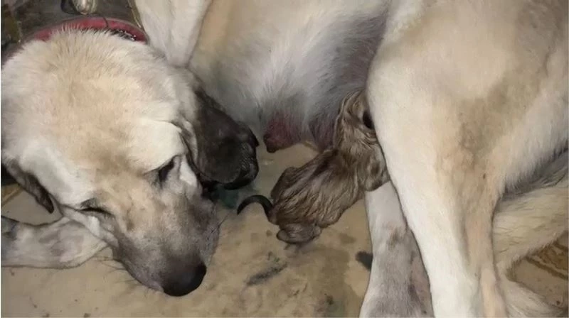 Annesiz yavruları Anadolu çoban köpeği besliyor
