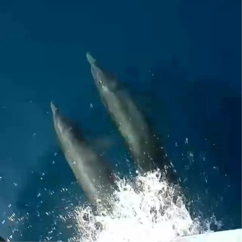 Antalya’da yunus balıklarının tekneye eşlik ettiği anlar gülümsetti
