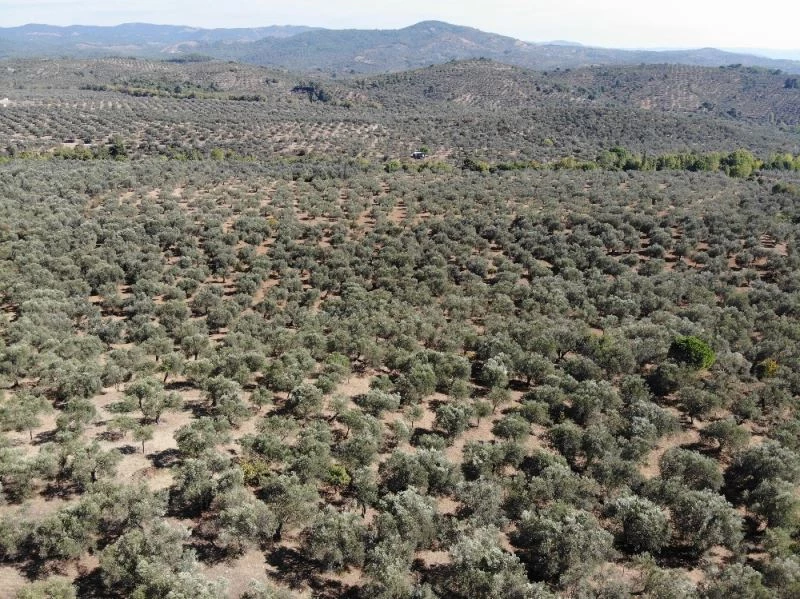 (Özel) Kuraklık zeytini gelecek yıl da etkileyecek
