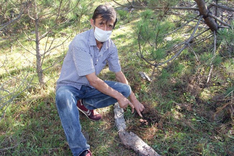 Kızgın damadın ormanlık alanı sulayarak yetiştirdiği mantarlar yok satıyor
